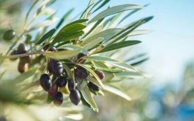 Olivade : de la récolte des olives jusqu’à nos assiettes