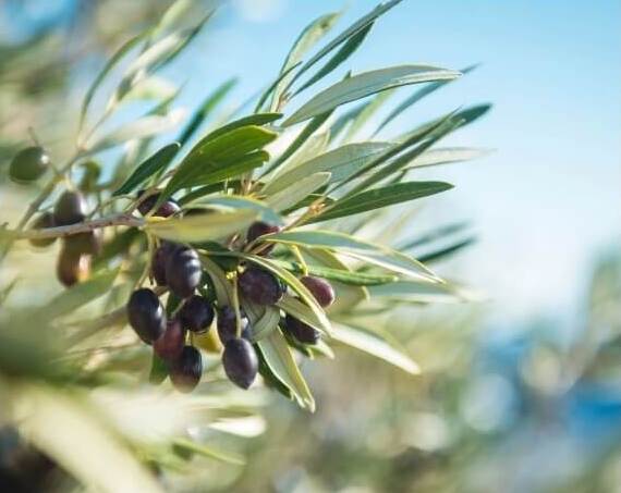 Olivade : de la récolte des olives jusqu’à nos assiettes